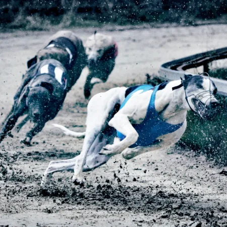 Greyhound Racing Betting: Bet Types, Tips & Strategy