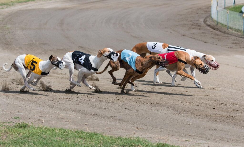 greyhound-racing-parimutuel-betting